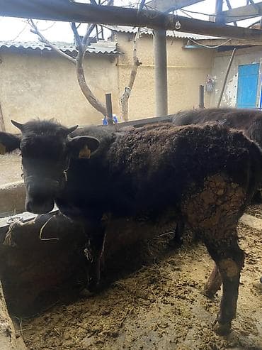 Продам с/х животных: Продаю | Бык (самец) | На откорм | Привязанные — 4