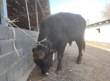 отдам даром вислоухого котенка: Продаю | Бык (самец) | Для разведения | Племенные, Осеменитель — 1