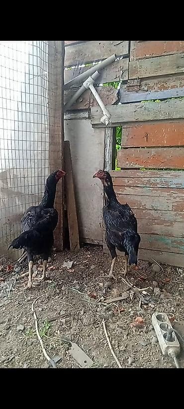 где купить утят: Дакан семейка сатылат 1 короз 2 мекиш короздун веси 5.150кг семирсе 6 — 4