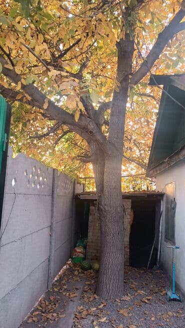 шиномонтажное оборудование для грузовых автомобилей бу: Ствол греческого ореха — 1