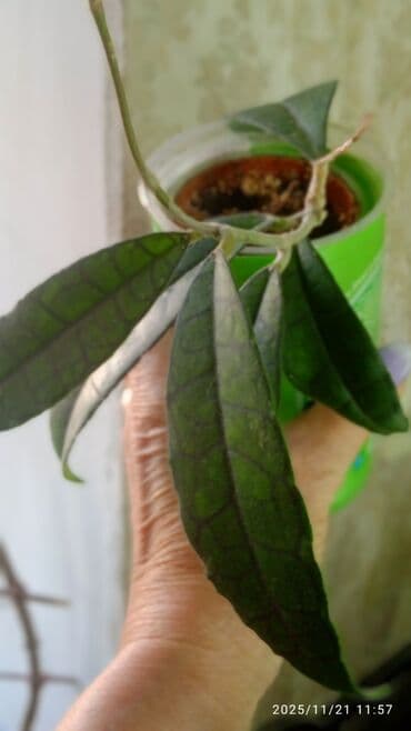 купить рассаду цветов: Коллекционные хоии (Hoya) – несколько разновидностей в горшках и — 3