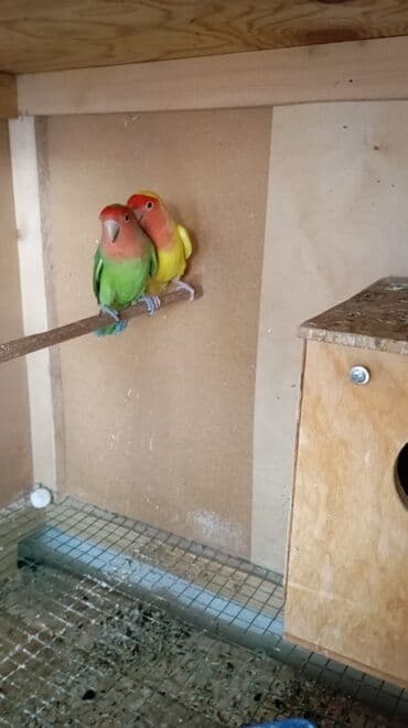 хомяк домашний купить: Пара неразлучников синей окраски дельфин Описание: - Окрас — 5