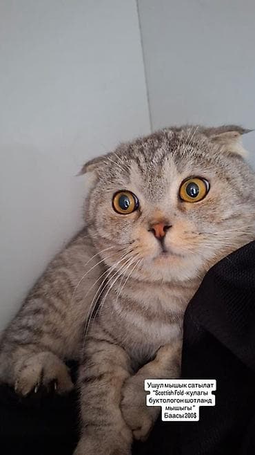 сколько стоит сиамские коты: Шотландская вислоухая кошка (Scottish Fold) - Порода: шотландская — 2