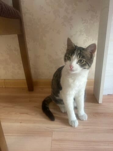 животные для дома: Домашний котёнок-подросток, короткошёрстный. Окрас: бело-тигровый — — 2