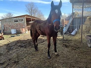 фландр кролик: Продаю | Кобыла (самка), Жеребенок | Для разведения — 10