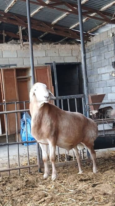 Собаки: Продаю | Овца (самка) | Для разведения | Племенные — 5