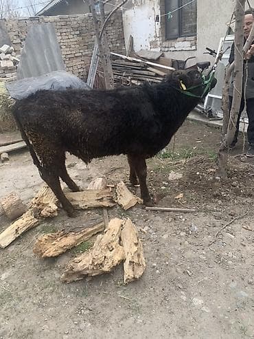 сментал бык: Продаю | Бык (самец) | Полукровка, Швицкая | На откорм | Привязанные — 1