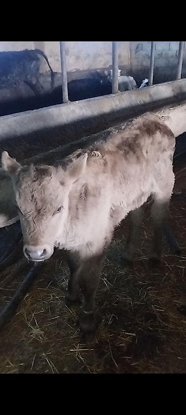 бык швиц: Продаю | Музоо, торпок | Полукровка | На откорм | Привязанные — 1