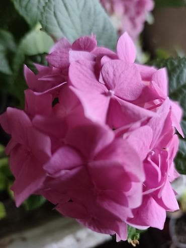 коня: Саженцы — 5