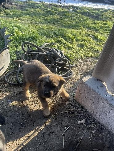 Отдам щенков в хорошие руки, количество 
2 черных и 1 рыжий