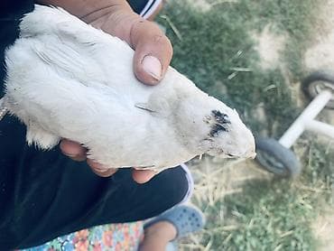 перепелы: Перепёлки живые, молодые. На фото — две особи разных окрасов: - белая — 1