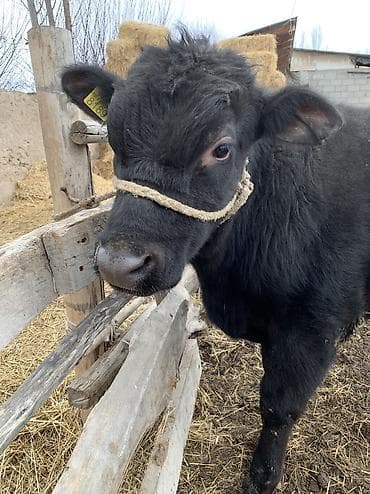 абердин: Сатам | Бука (эркек), Музоо | Ангус, Абердин-ангус | Бордоп семиртүү үчүн, Союуга — 3