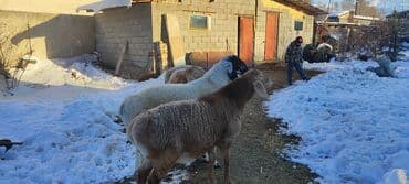 ит базар бишкек: Сатам | Кочкор (эркек) — 9