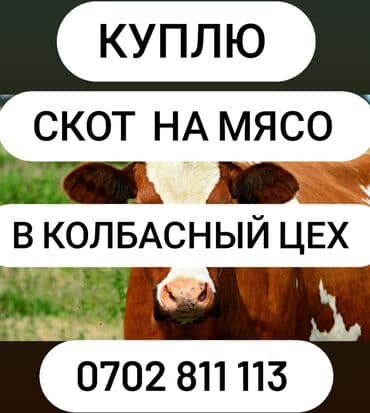 Грызуны: Куплю | Коровы, быки — 1