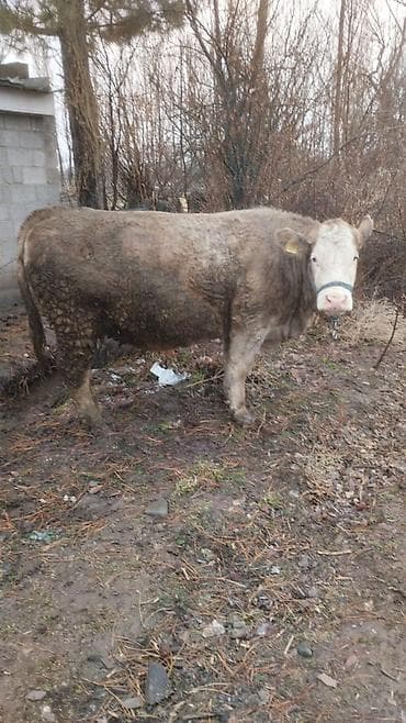 Птицы: Продаю | Тёлка — 1