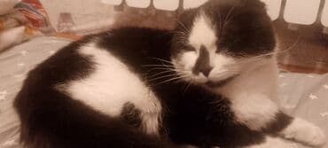 савана кошка: Кошка даром: Беспородная, 3 месяца, Девочка, Приучена к лотку — 4