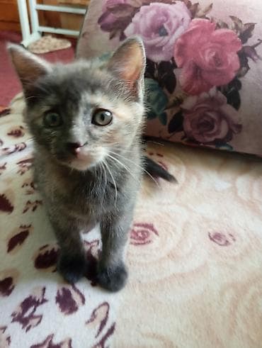 Мышыктар: Породасыз, 2 айлык, Ургаачы, Таш бака, Лотокко барууга үйрөтүлгөн — 2