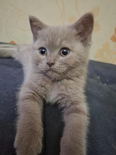 отдам котят бишкек: Продажа кошек — 6