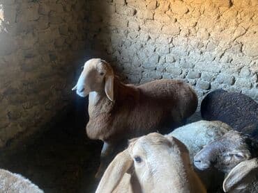 сколько стоит корова дойная: Продаю | Баран (самец) — 2