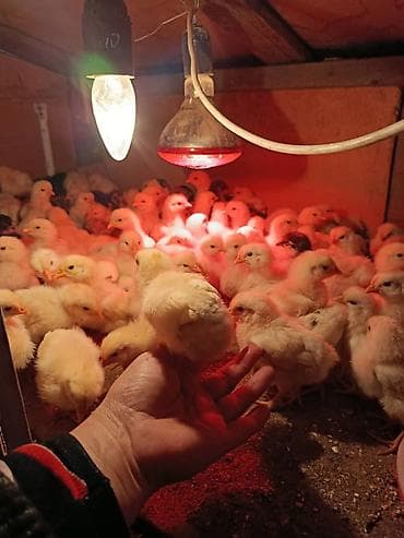 перья: Продаю | Цыплята | Бройлерная | На забой — 3