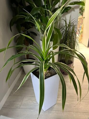 купить комнатные цветы в бишкеке: Комнатные декоративные растения в кашпо 1) Толстянка (Crassula ovata — 40