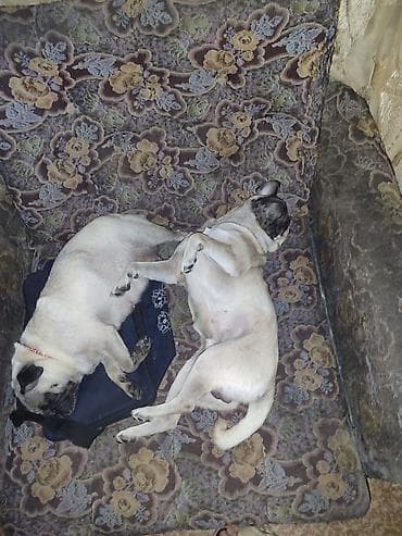 щенки собак: ПРОДАЮТСЯ ЩЕНКИ МОПСА 🐶 ОСТАЛОСЬ ТОЛЬКО ДВЕ ДЕВОЧКИ ват сап — 2