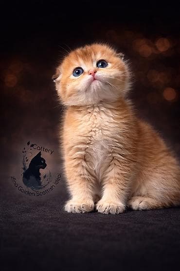 Скотиш Фолд (Шотландская вислоухая), 2 месяца, Мальчик, Золотая шиншилла, Приучена к лотку