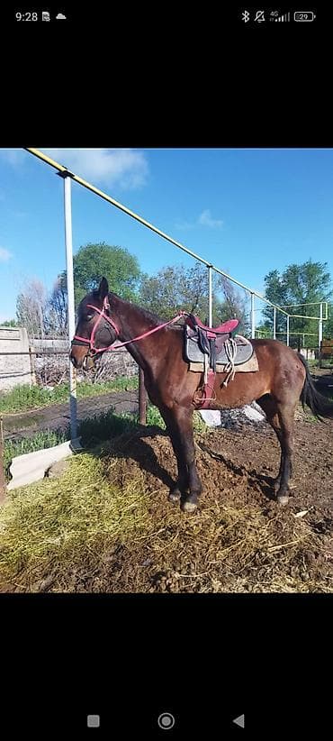 ат тарак: Продаю | Конь (самец) | Рабочий — 1