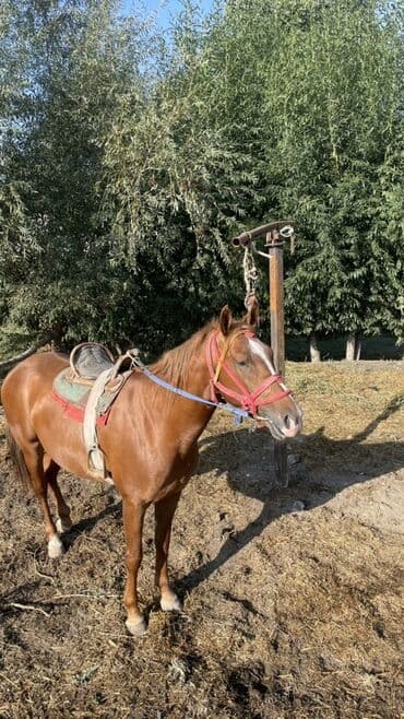 домик на дереве: Сатам | Жылкы (эркек) | Ат спорту — 1