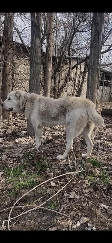собака сокулук: Алабай, 11 айлык, Ургаачы, Ит тегин тастыктоочу документ — 1