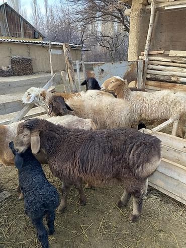 А/ч жаныбарлары үчүн тоюттар: Сатам | Ургаачы кой (ургаачы) | Көбөйтүү үчүн — 2