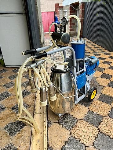 будка бу: Продаю | Корова (самка) — 4