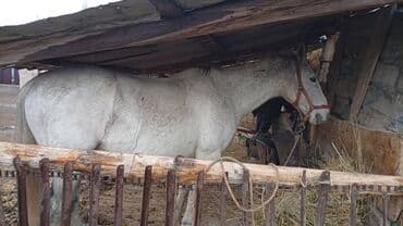 булдок сабака: Продаю | Кобыла (самка) | Рабочий | Племенные — 2