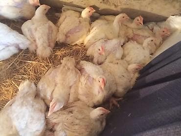 шпиц собака цена бишкек: Продаю | Цыплята | Бройлерная | На забой — 1