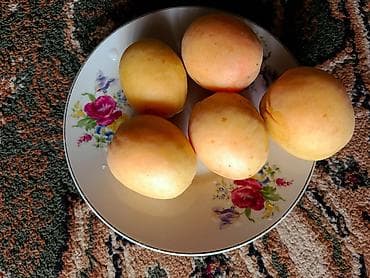 Абрикосы Королевский, Оптом, В розницу