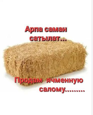 Арпа саман сатылат, обьём бар. продам ячменную солому, тюки плотные