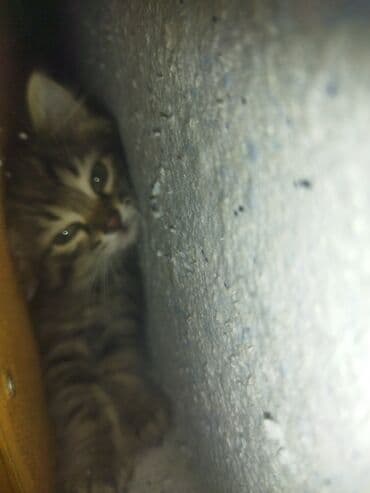 котики в оше: Мый мый 1,5айлык,тентек таза жуунуп турат жума сайын ким жакшы карайм — 6