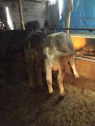 дом для собаки: Продаю | Бык (самец) | Полукровка | На откорм — 3