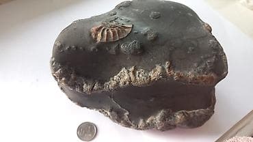 дизель часы: Окаменелость с аммонитами в конкреции - Натуральная каменная — 1