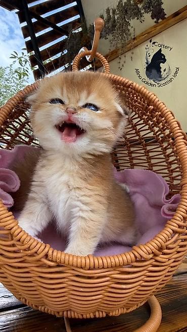 кошка черная: Скотиш Фолд (Шотландская вислоухая), 1 месяц, Мальчик, Золотая шиншилла, Приучена к лотку, Проглистована, С документами — 5