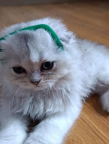 арашан ко: 1 айлык, Ургаачы, Күмүш өңдүү шиншилла — 1