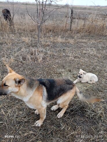 хмонг собака купить: Бельгия овчаркасы, 1 айлык, Эркек, Ит тегин тастыктоочу документ — 4