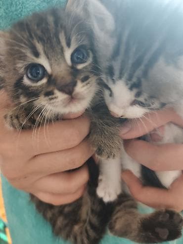 отдам кота даром: Котята, 2 малыша из одного помёта: - Окрас: один тигровый табби с — 5
