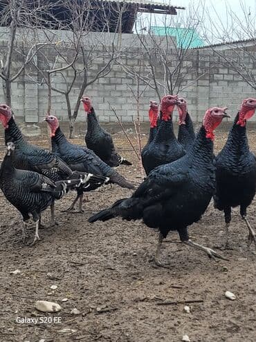 клетка для крыс: Продаю | Индюк (самец) | Для разведения | Племенные — 7