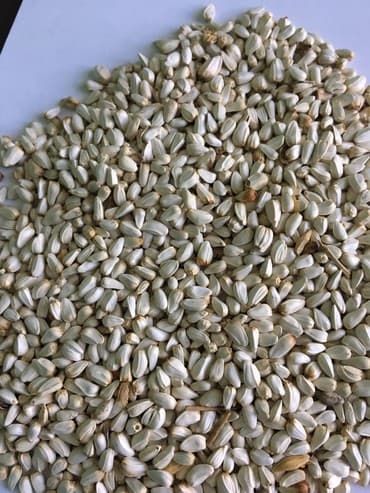 домик для кроликов: Продам сафлор оптом от 25 тонн и выше 
+ — 1