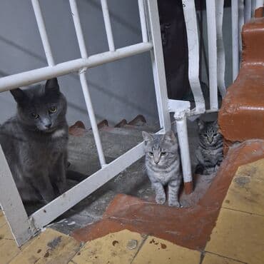 сколько стоит кошка породы мейн кун: Кошка даром: Беспородная, 3 месяца, Девочка — 8