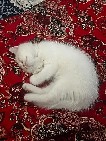 шотландский кошка: Скотиш Страйт (Шотландская прямоухая), 2 месяца, Мальчик, Белый — 1