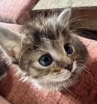 рыжие котята бесплатно: Котята и молодые кошки, разные окрасы и типажи: - Серебристо-серый — 5