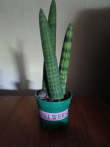 сансевиерия зеленая: Сансевиерия цилиндрическая (Sansevieria cylindrica) в пластиковом — 1