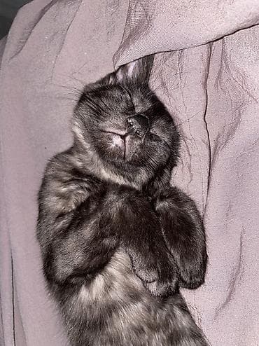 cat sofa: Кошка даром: Беспородная, 5 месяцев, Мальчик, Приучена к лотку — 2